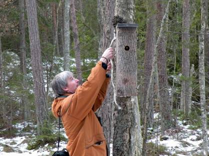 Uppsättning av Sparvuggleholk