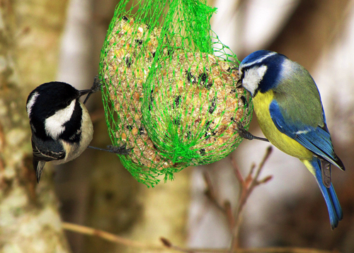 Svartmes/bl�mes vid talgboll