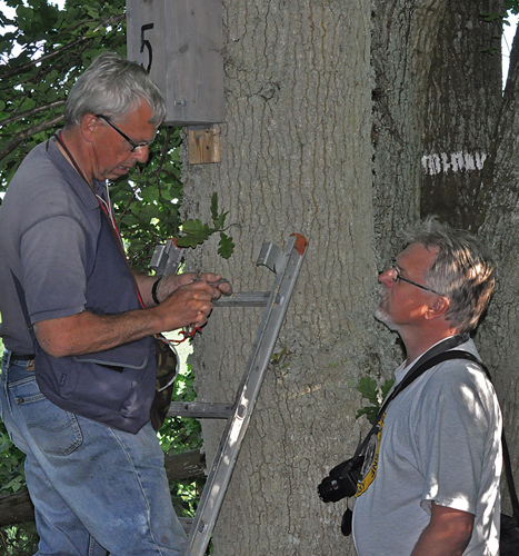 Ringm�rkning av Klas medhj�lpare Mats