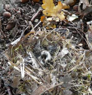 D&ouml;d Talgoxe i bobale